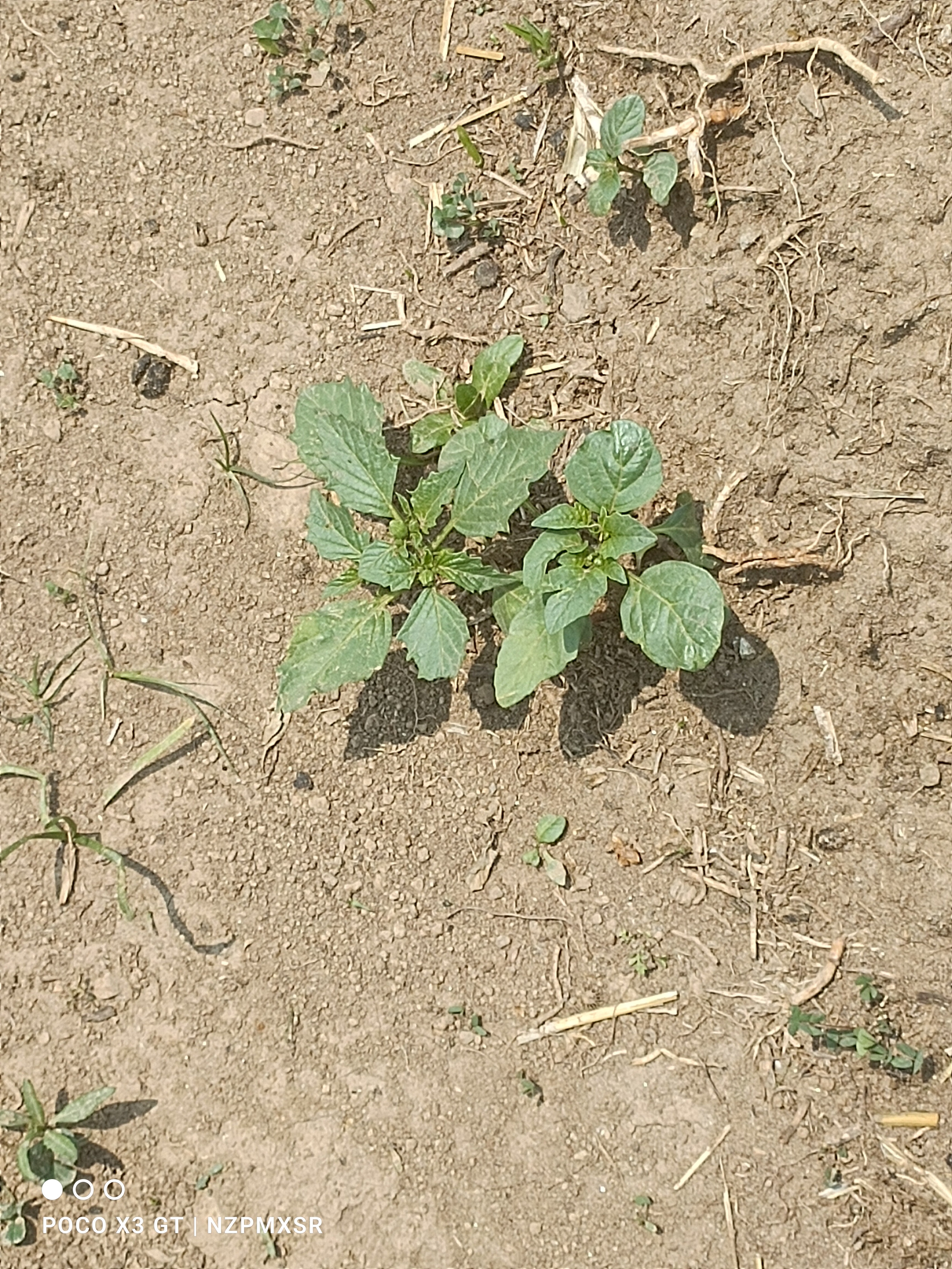 Descripción de la imagen 4