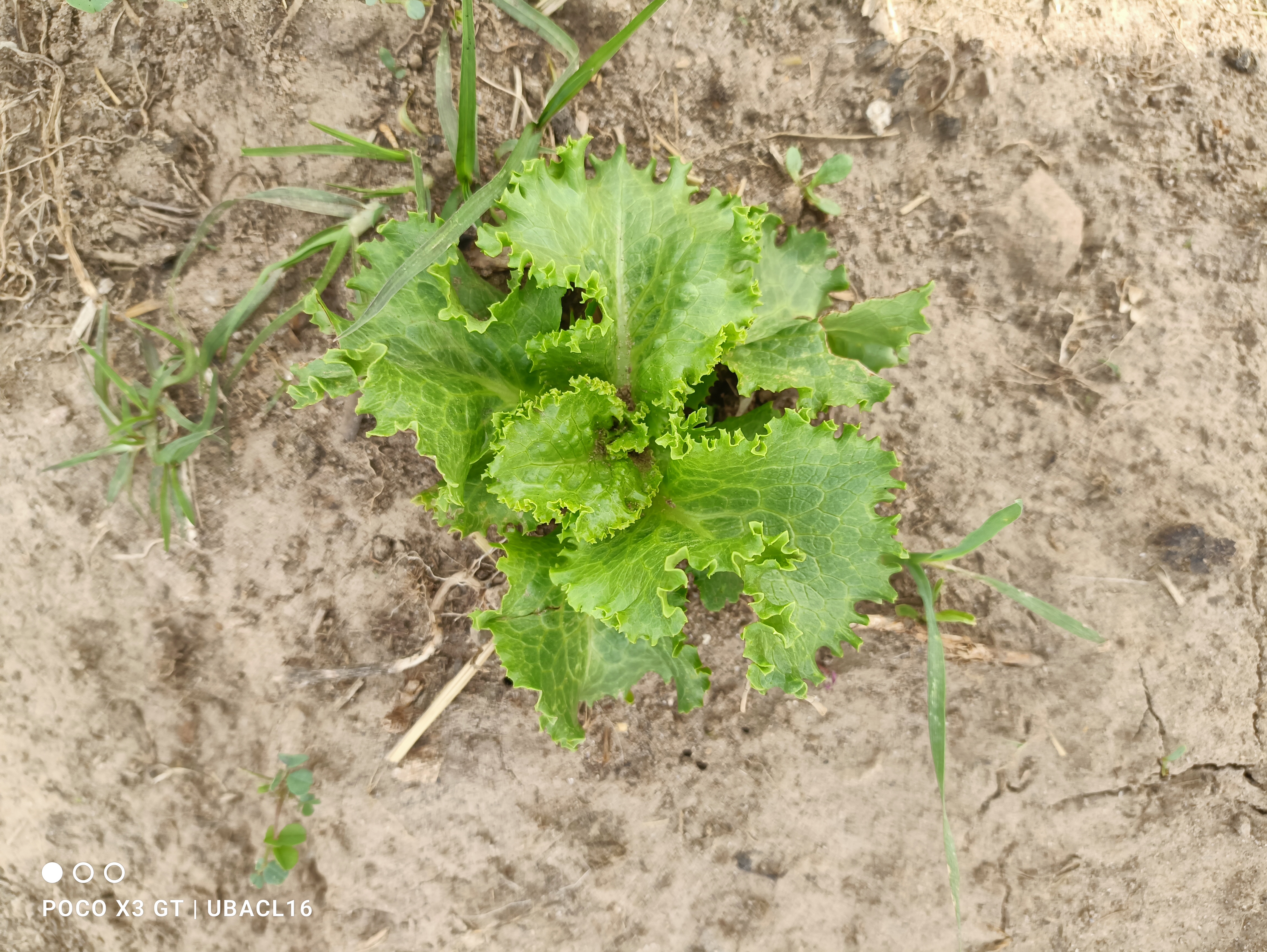 Descripción de la imagen 4