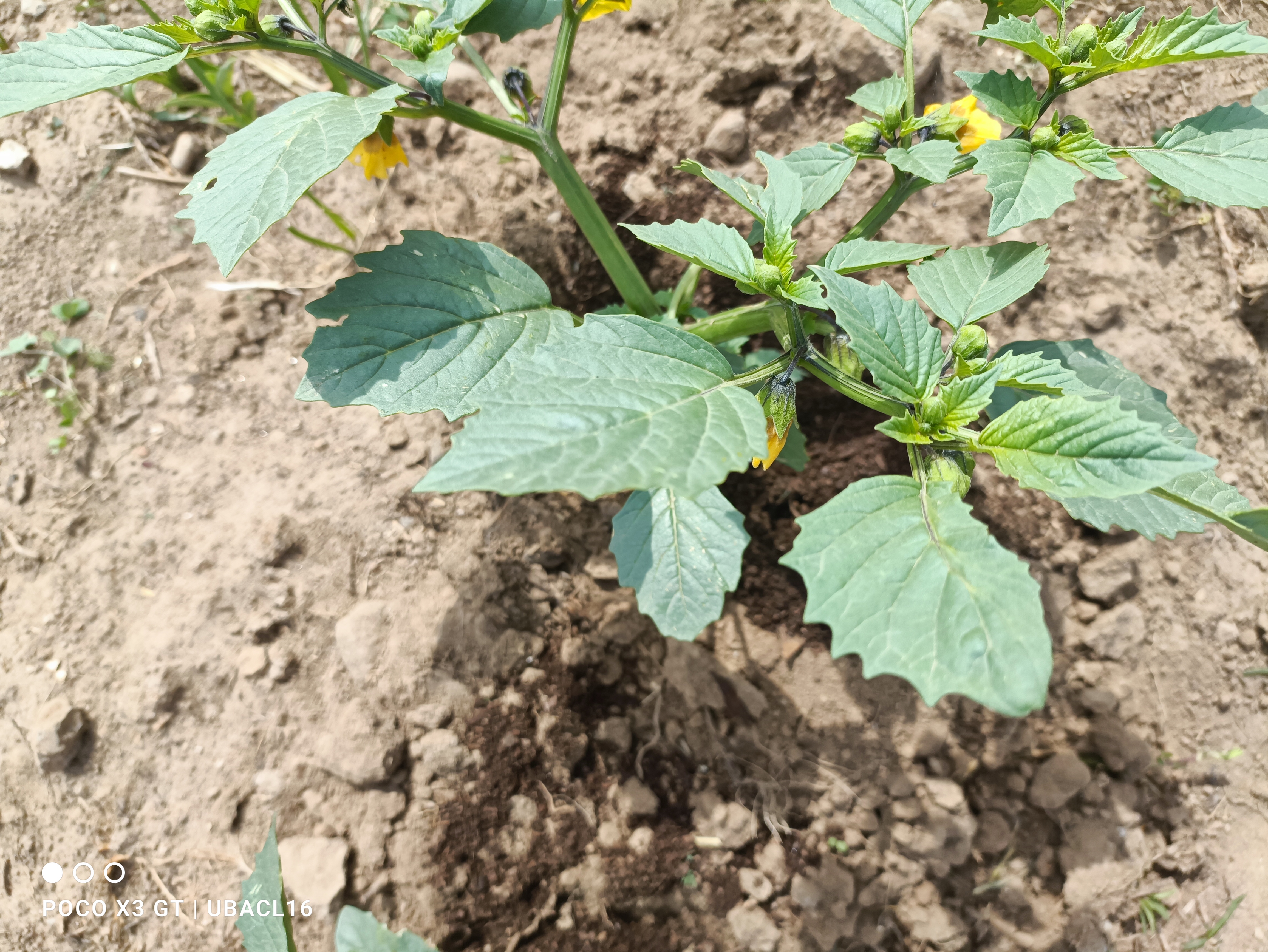 Descripción de la imagen 4