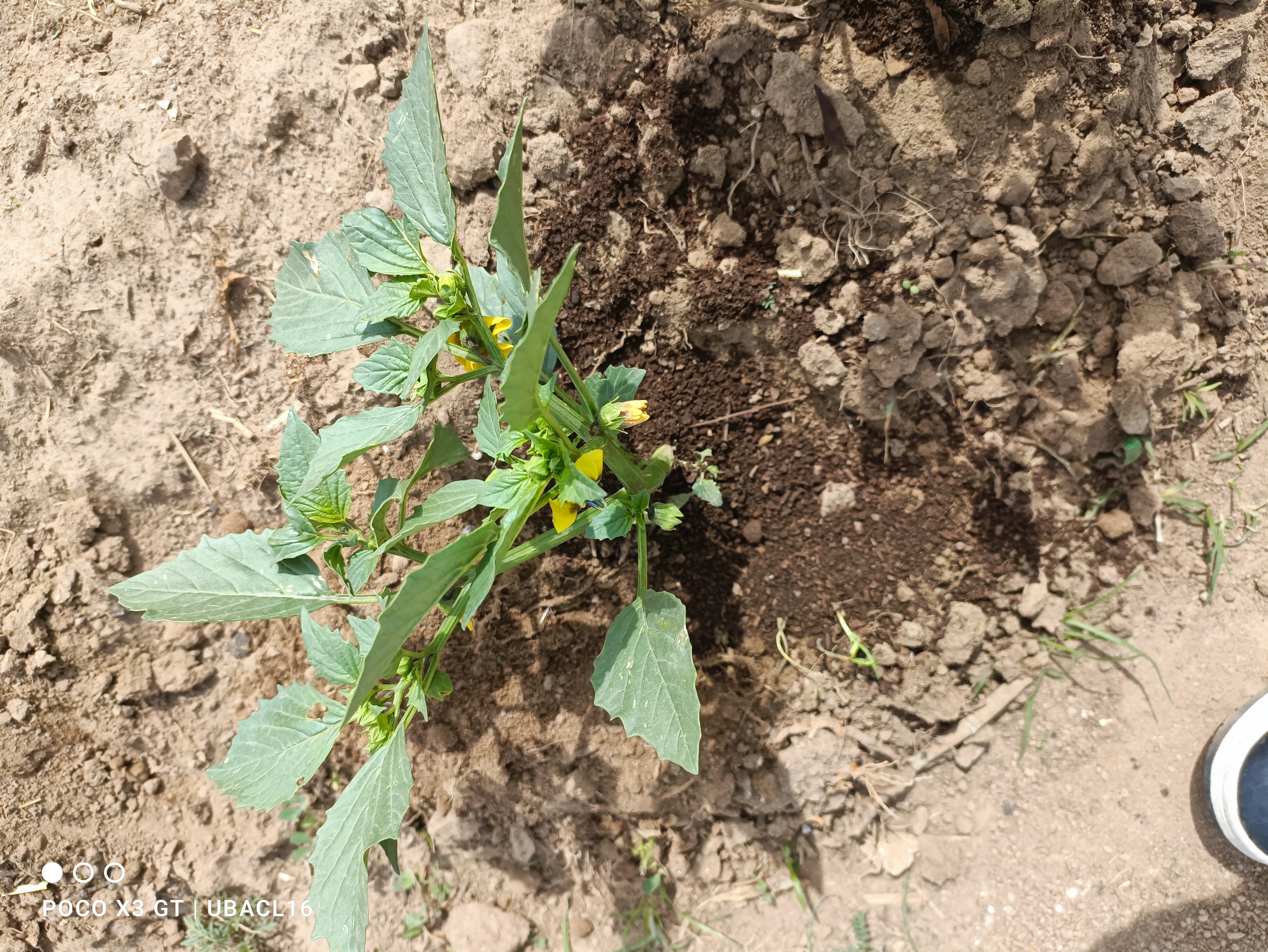 Descripción de la imagen 4