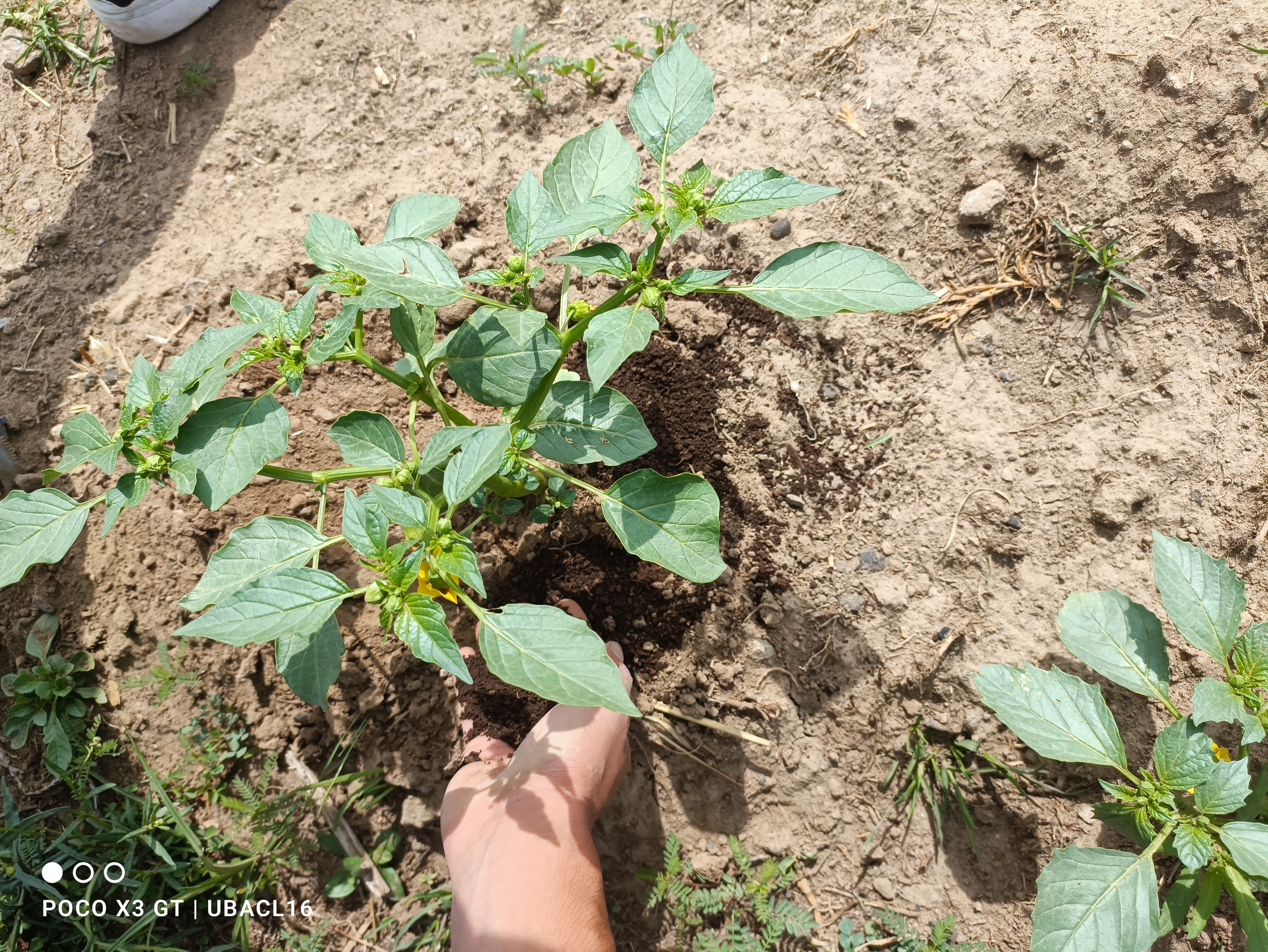 Descripción de la imagen 4