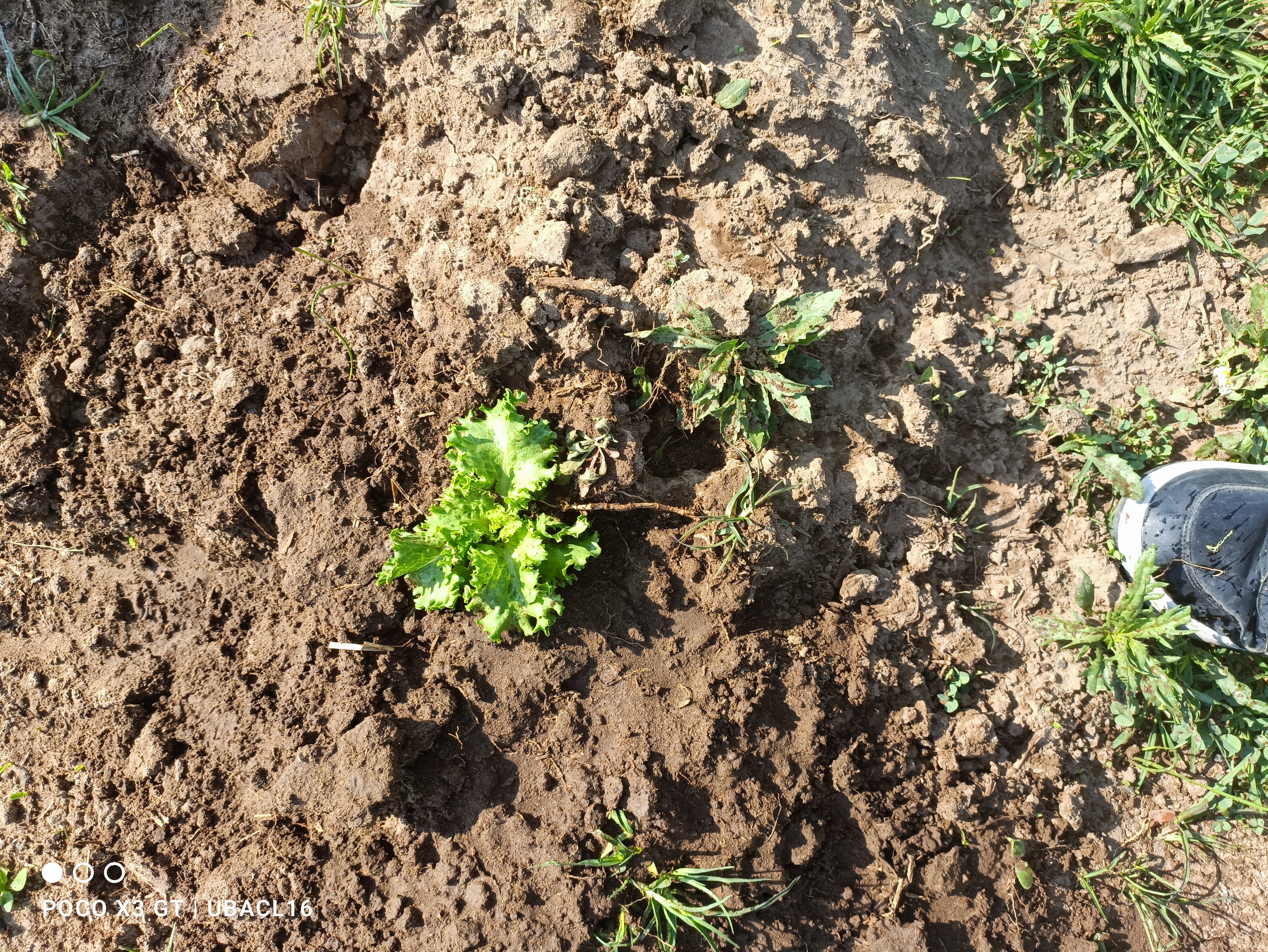 Descripción de la imagen 4